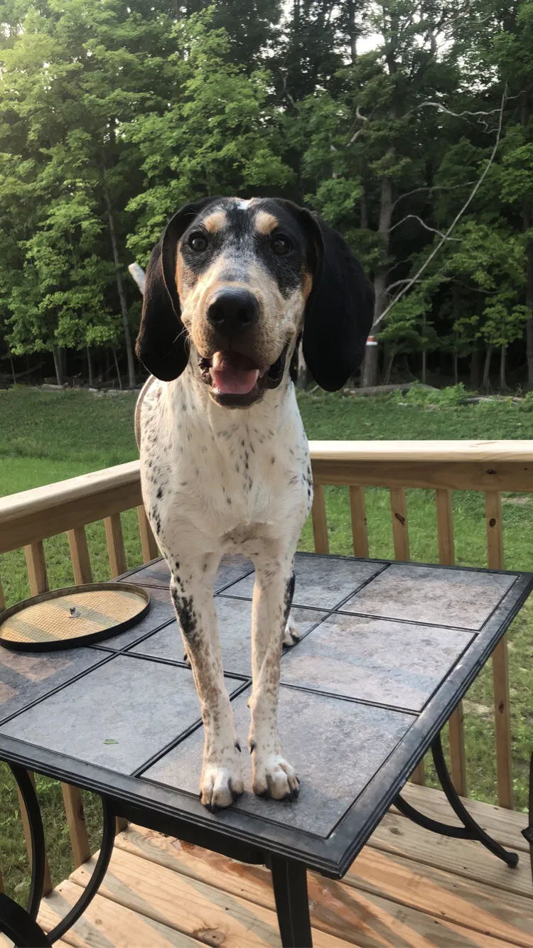 Lost dog in Fennville, MI, 49408