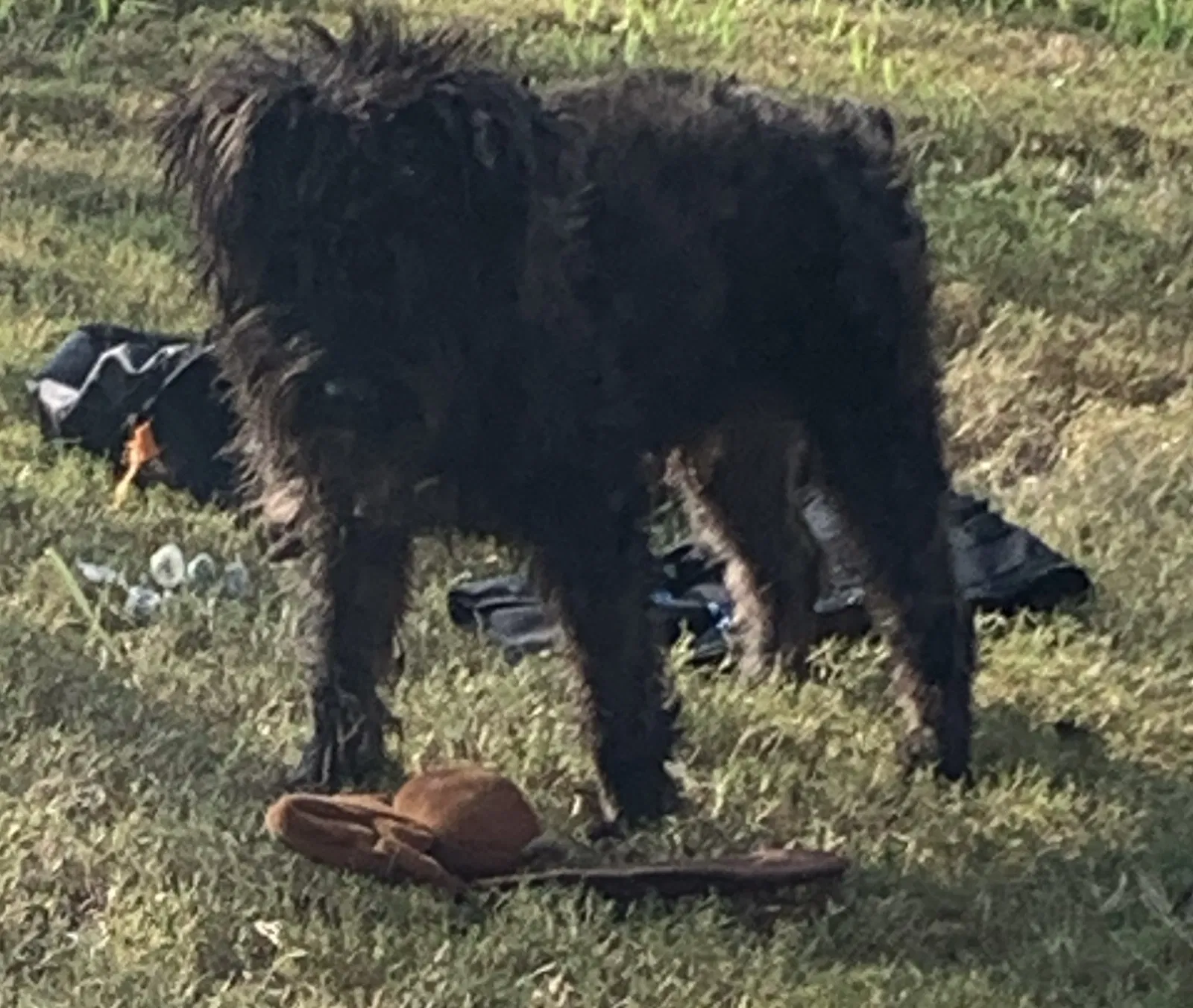 Lost dog in San Antonio, TX, 78251