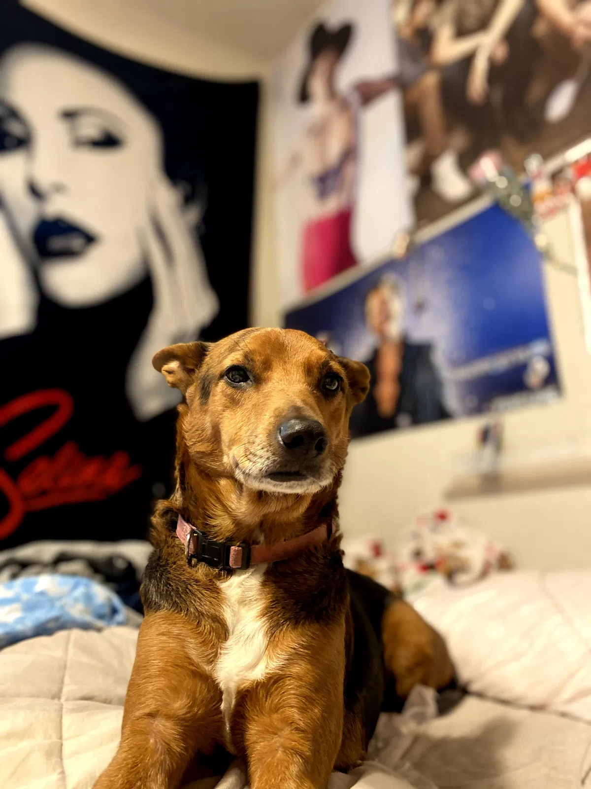 Lost dog in San Antonio, TX, 78210