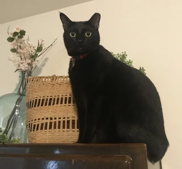 Lost cat in Fort Benning, GA, 31905