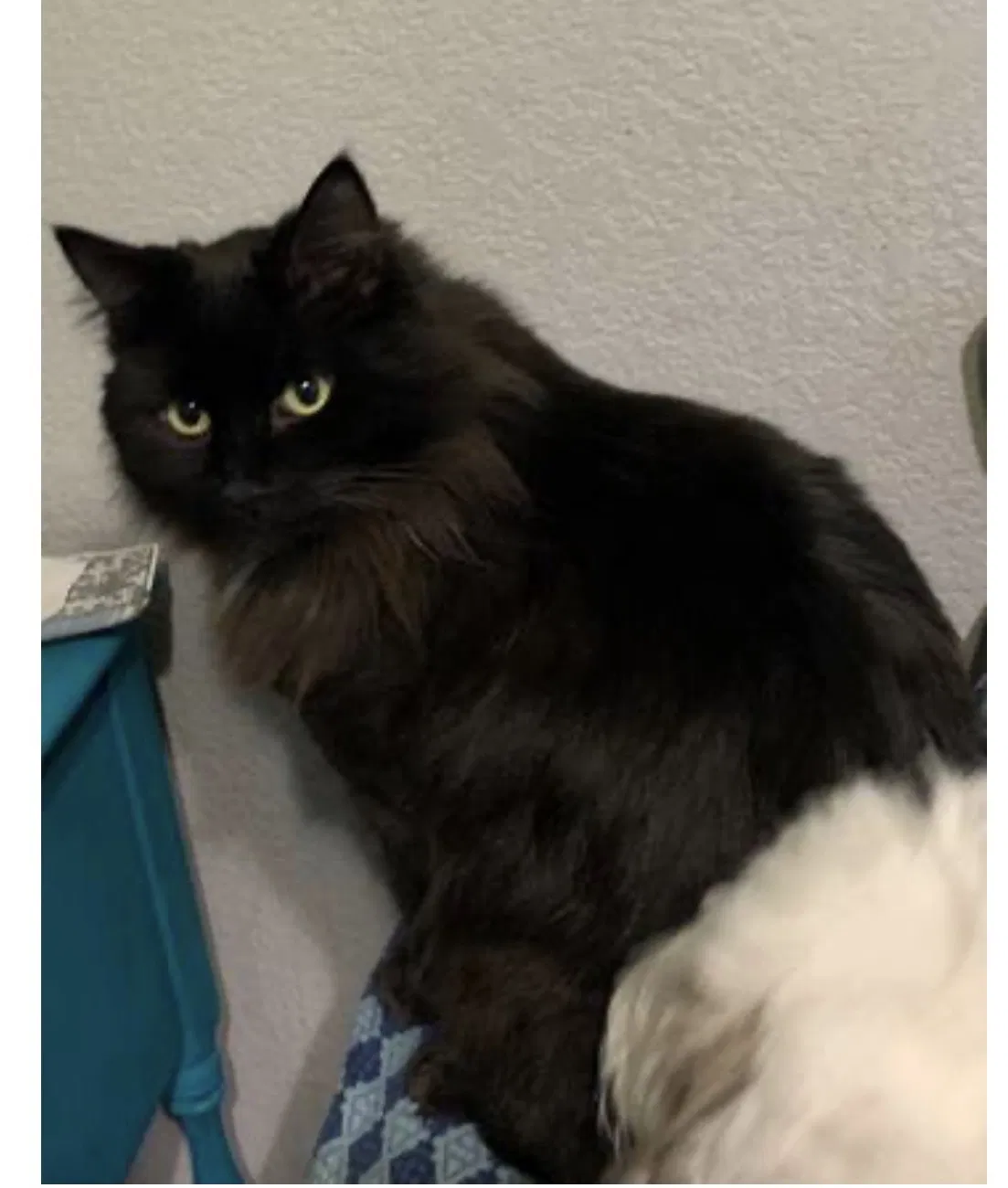 Lost cat in Redding, CA, 96003
