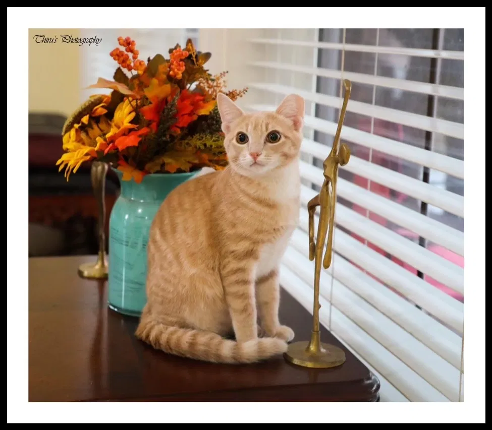 Lost cat in Pearland, TX, 77584