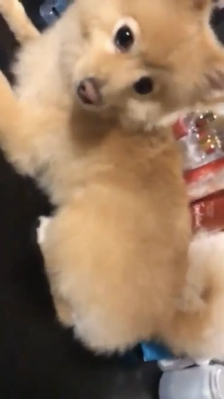 Lost dog in Garland, TX, 75041