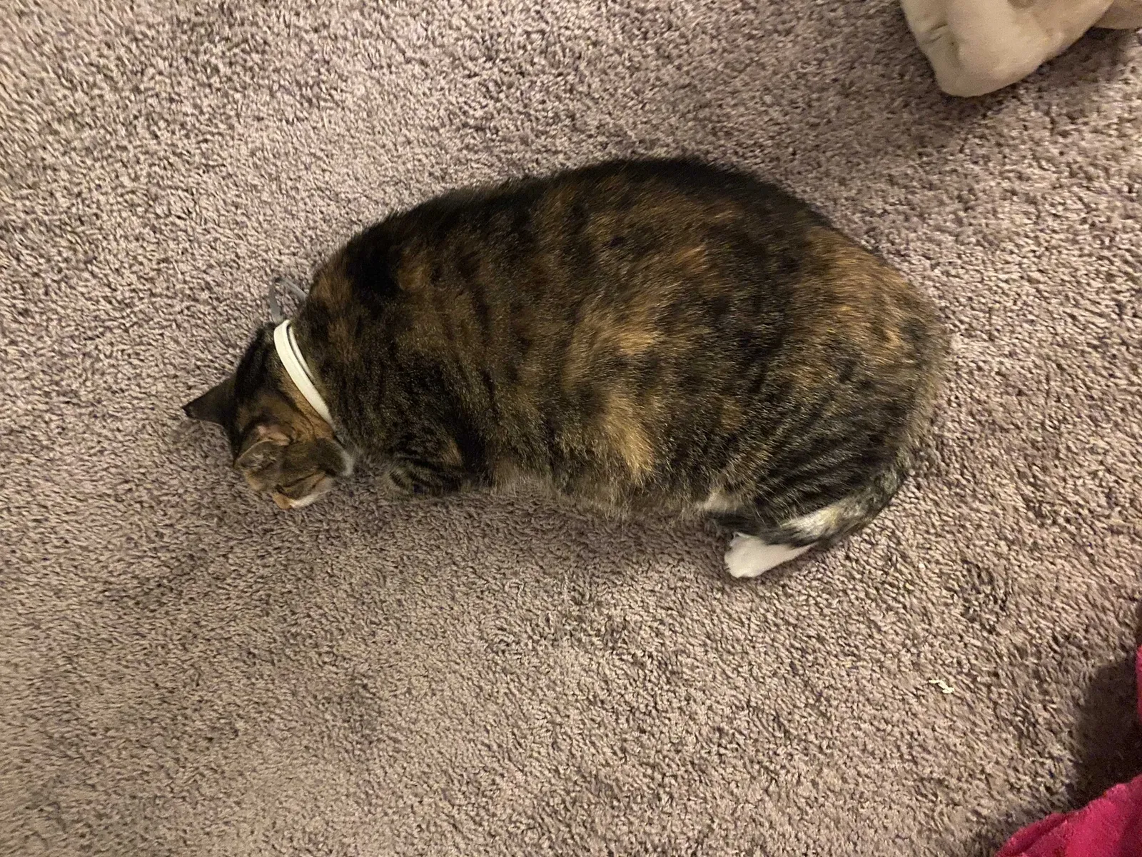 Lost cat in Suwanee, GA, 30024