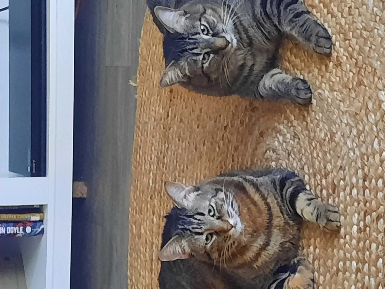 Lost cat in Mesa, AZ, 85213