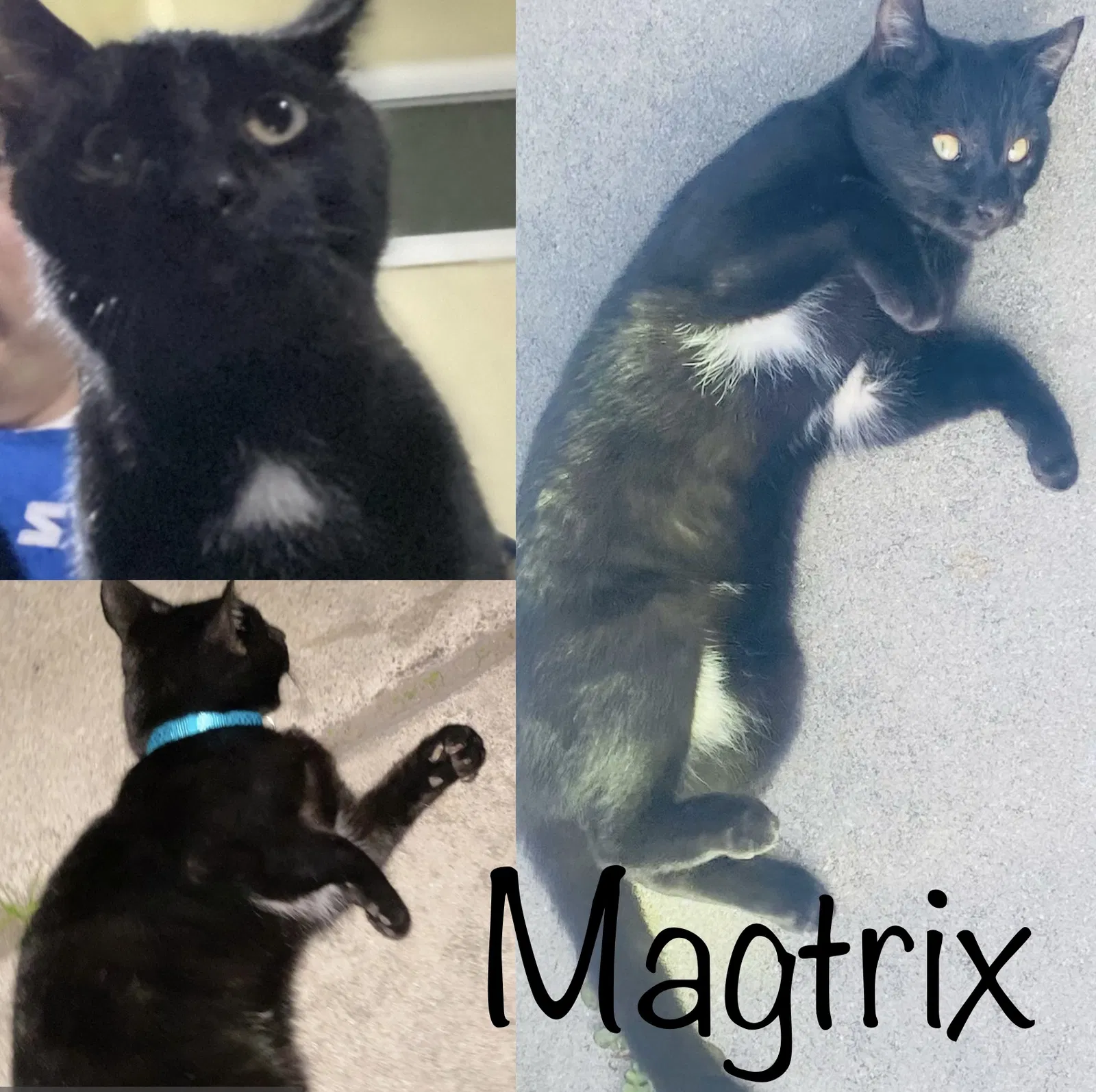 Lost cat in Long Beach, CA, 90805