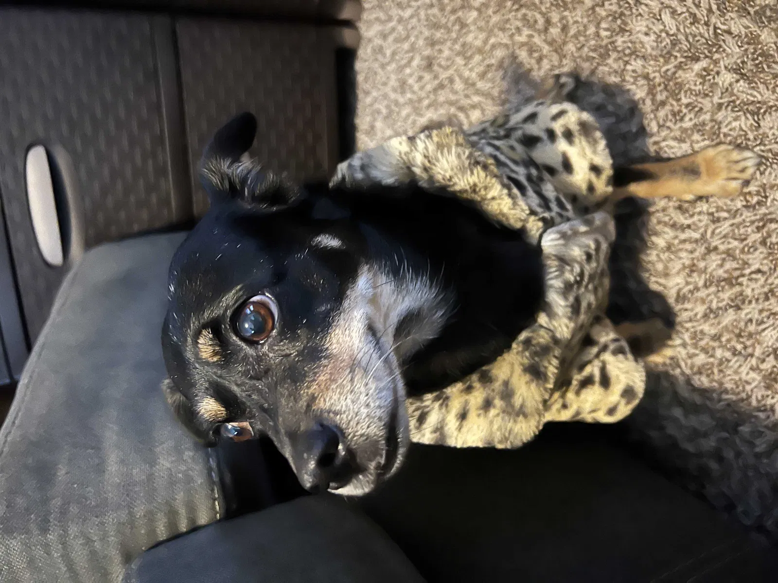 Lost dog in Buda, TX, 78610