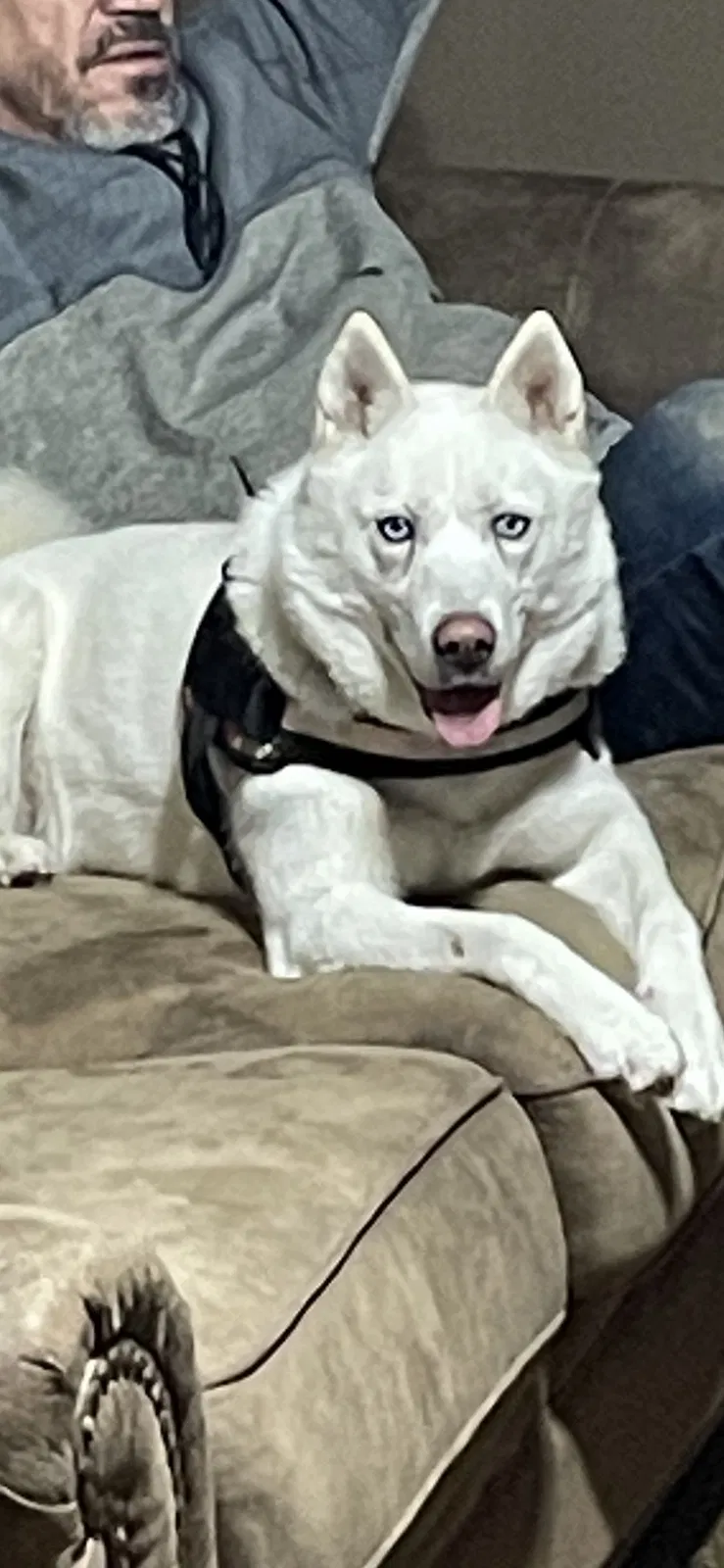 Lost dog in New Castle, PA, 16101