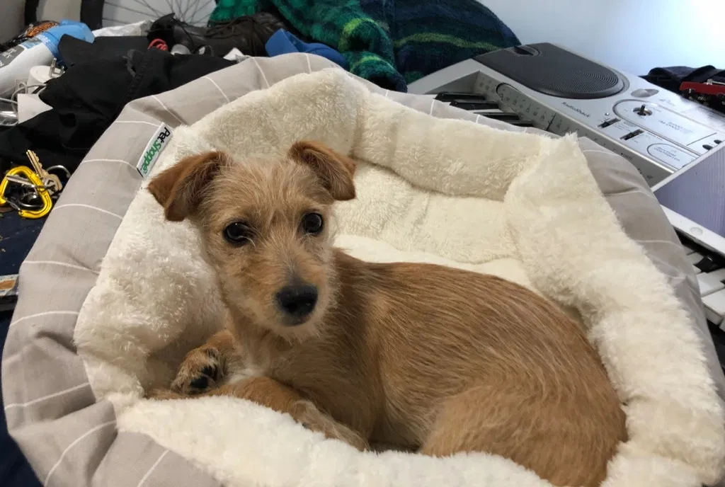 Lost dog in San Francisco, CA, 94102