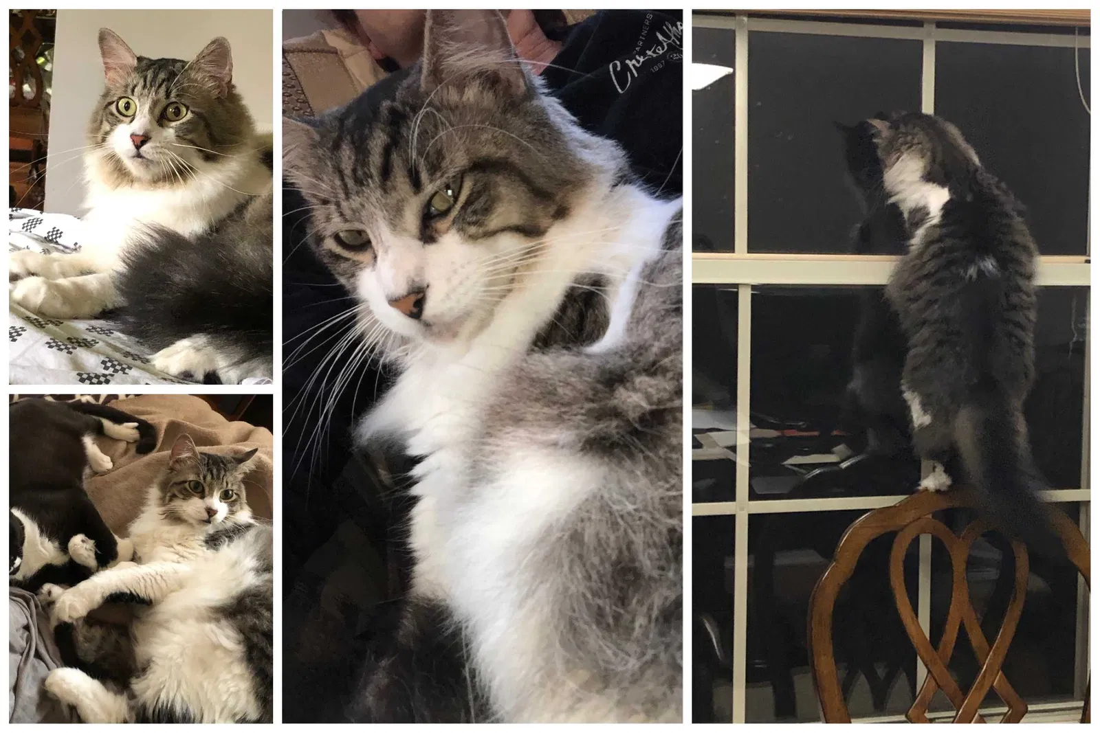 Lost cat in Jacksonville, FL, 32207