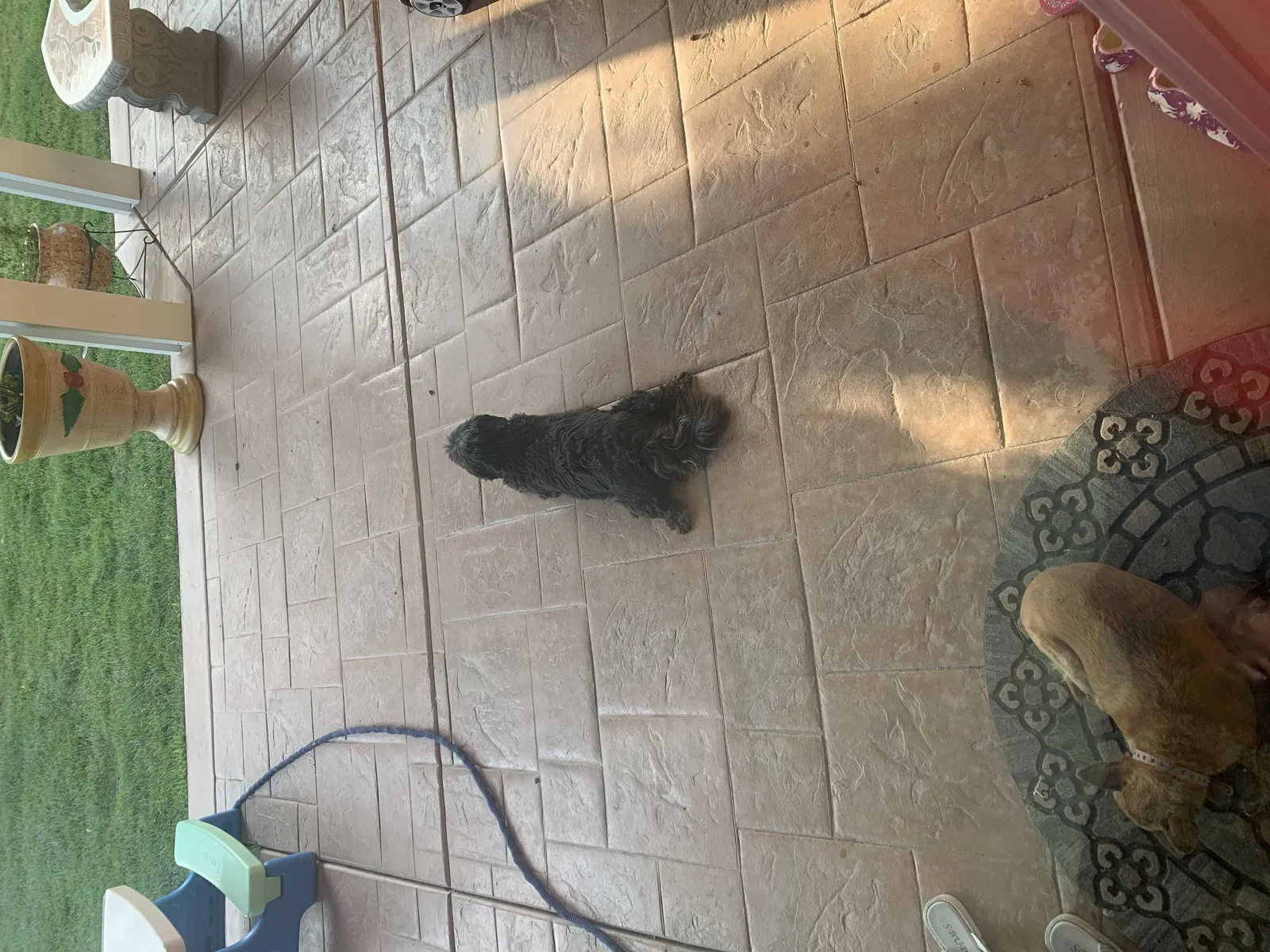 Lost dog in Riverside, CA, 92504