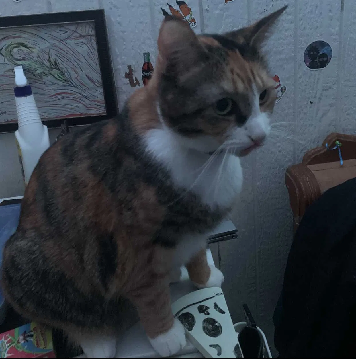 Lost cat in San Marcos, TX, 78666