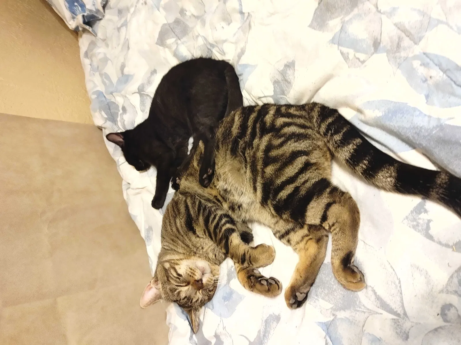 Lost cat in Amarillo, TX, 79107