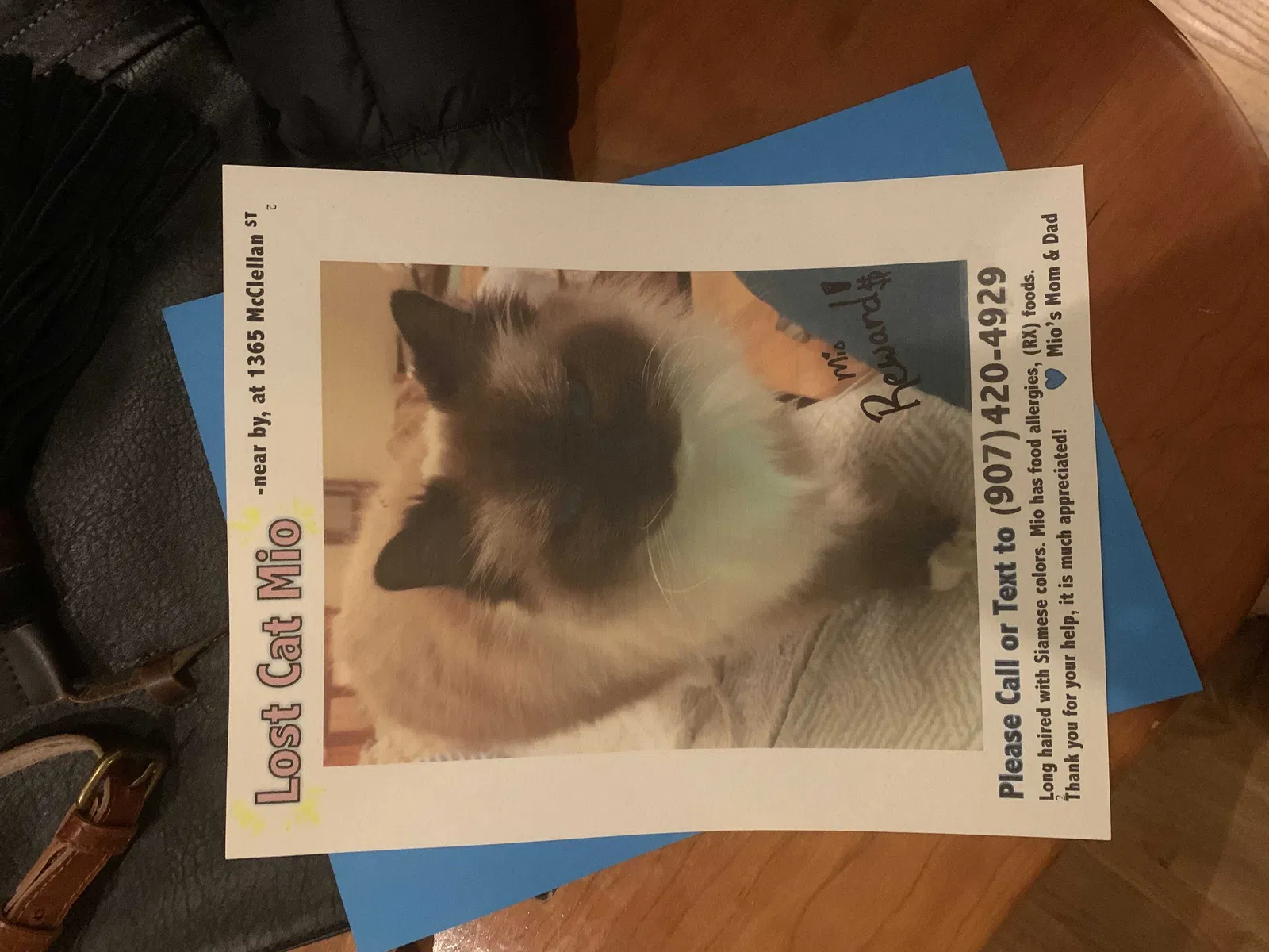 Lost cat in Port Townsend, WA, 98368