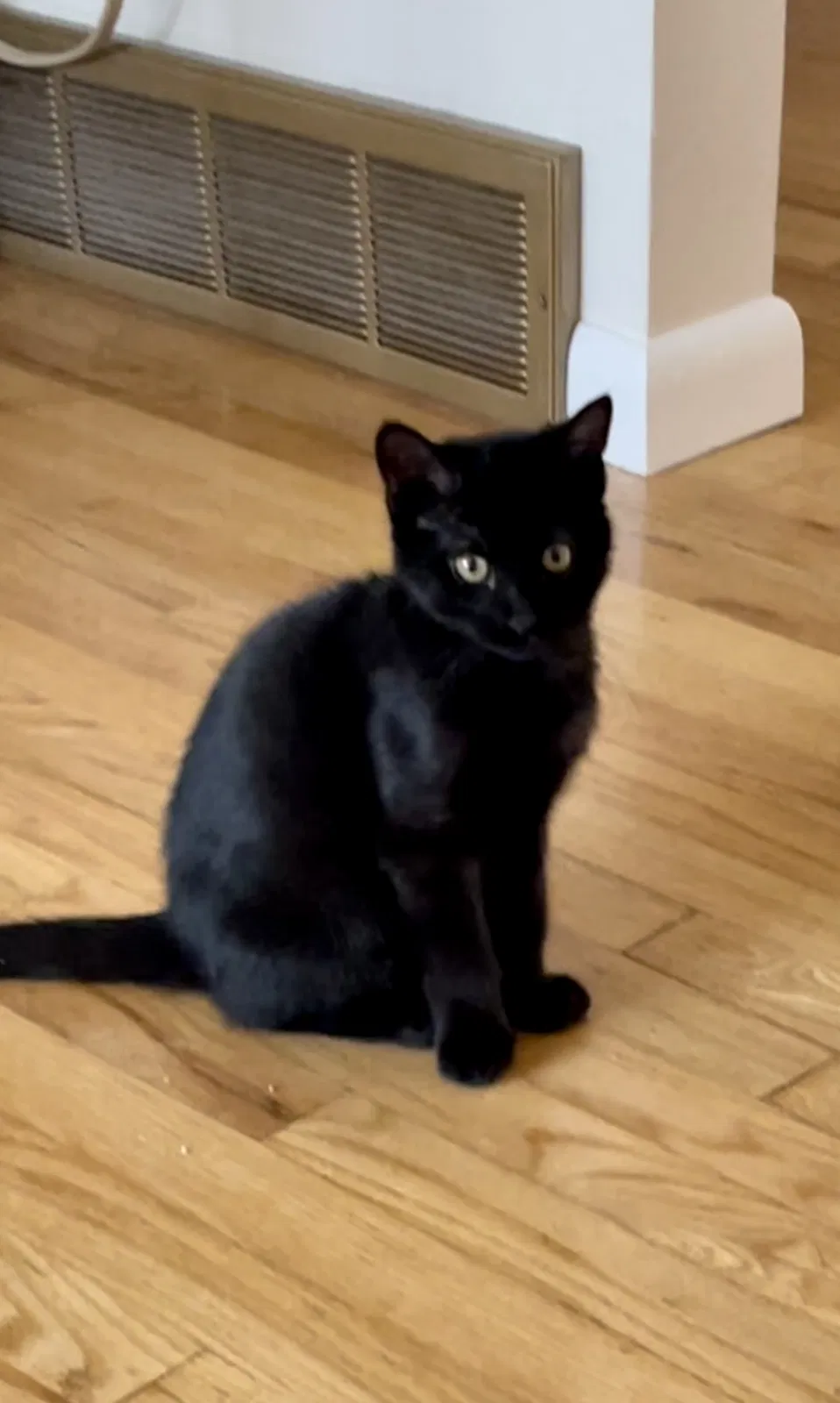 Lost cat in Colorado Springs, CO, 80917