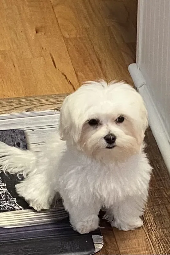 Found dog in Ridgeland, SC, 29936