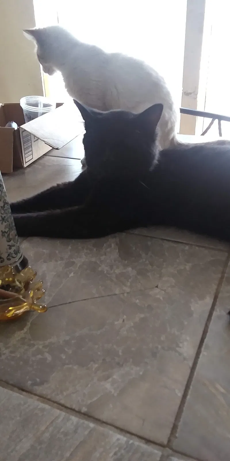 Lost cat in La Porte, IN, 46350