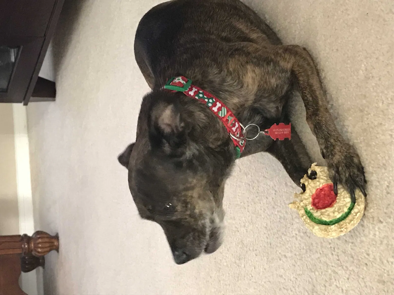 Lost dog in Spring, TX, 77382