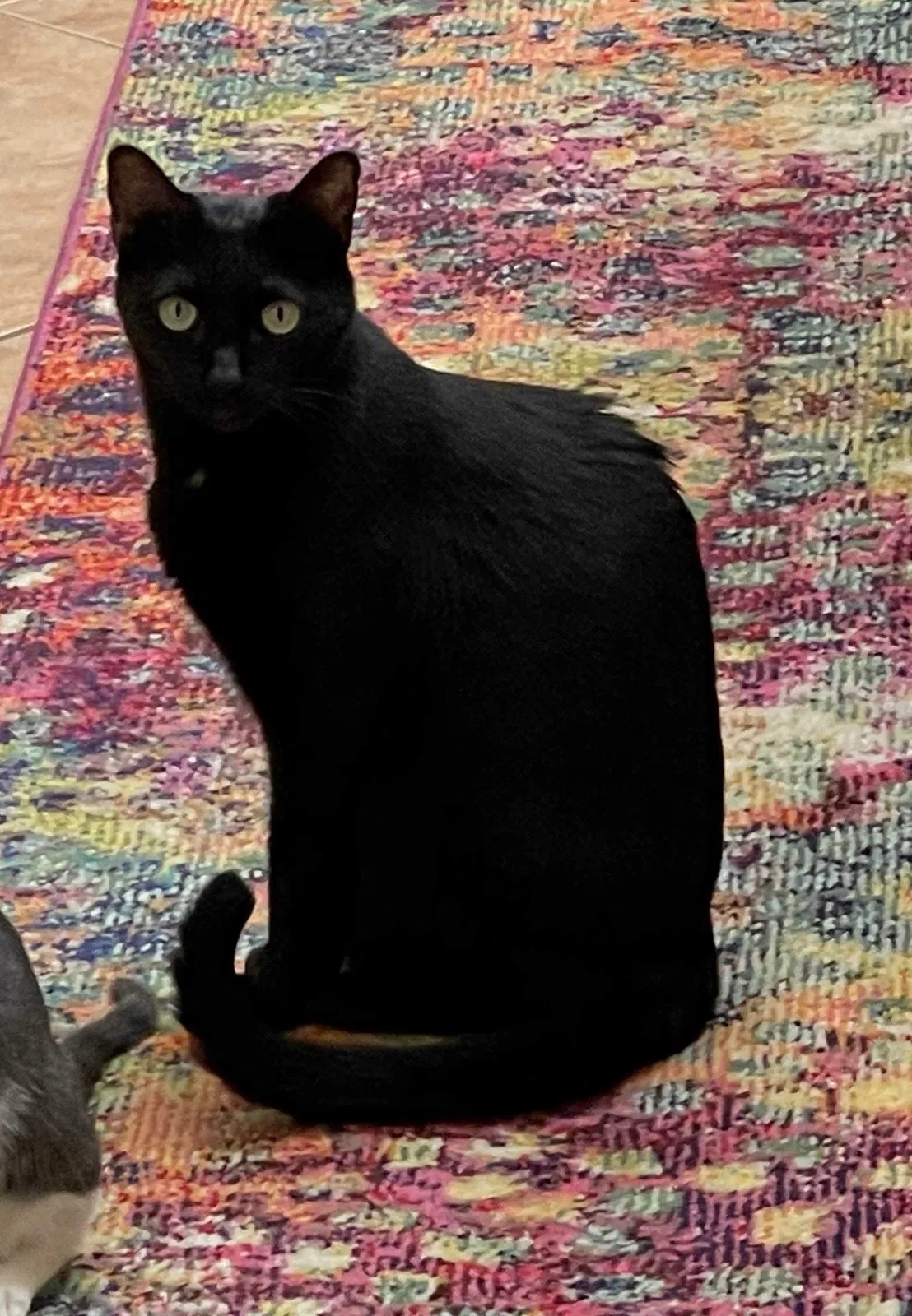 Lost cat in Gilbert, AZ, 85234