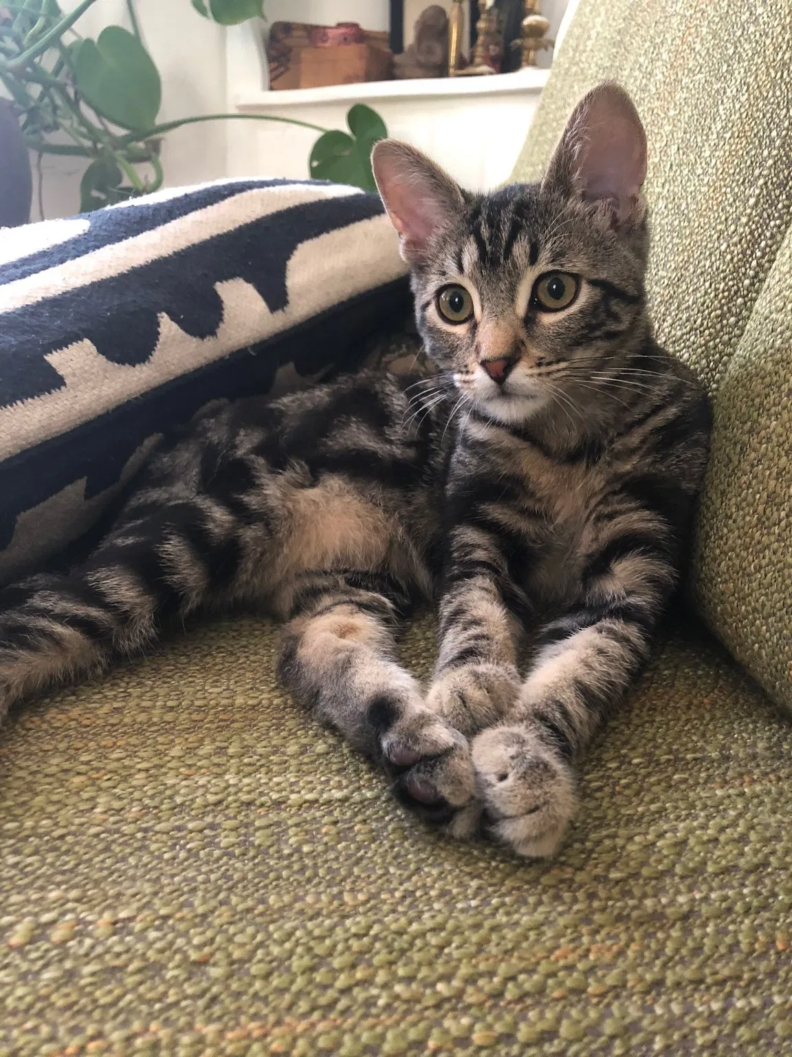 Lost cat in El Cerrito, CA, 94530