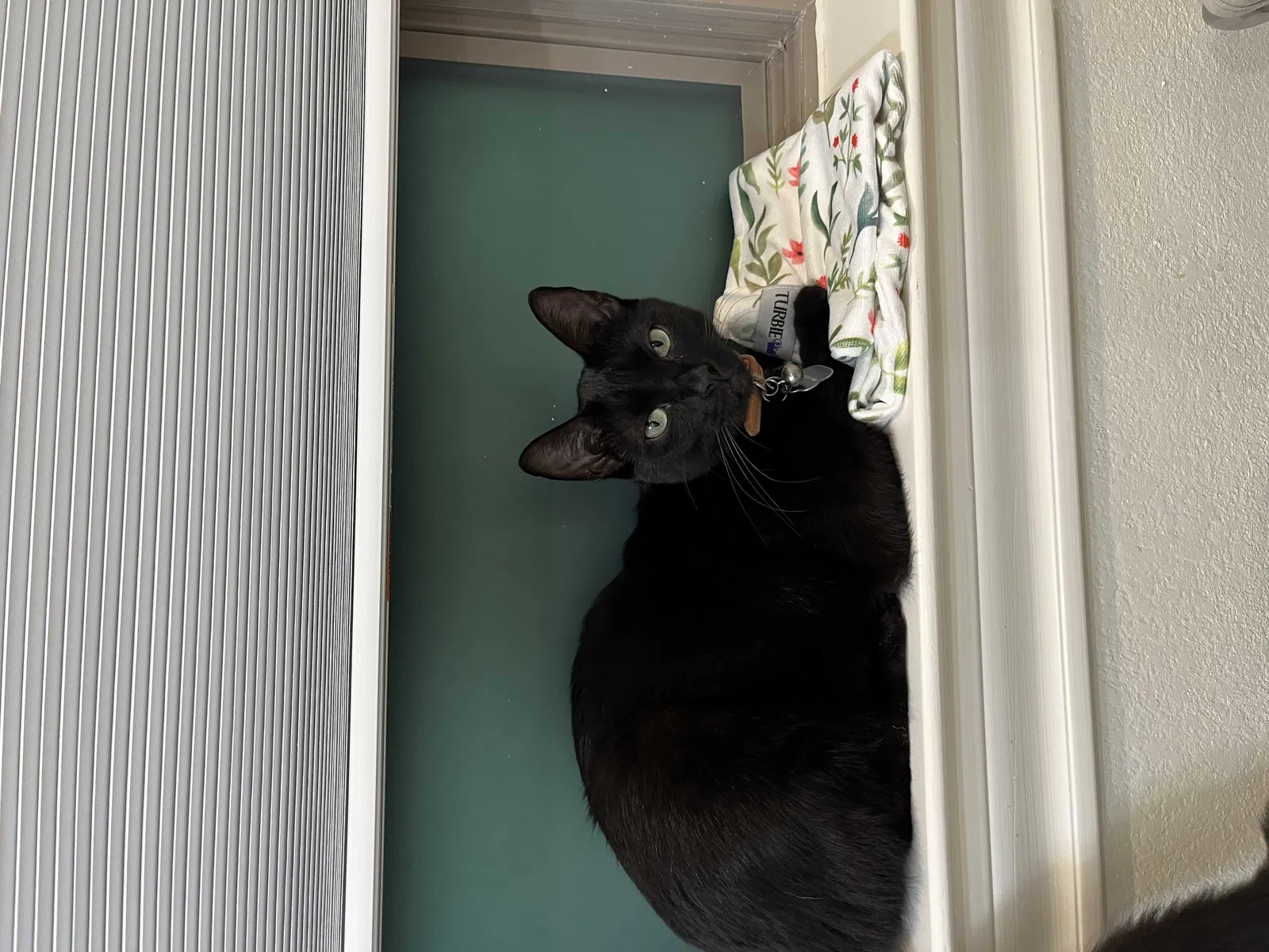 Lost cat in Montgomery, TX, 77356