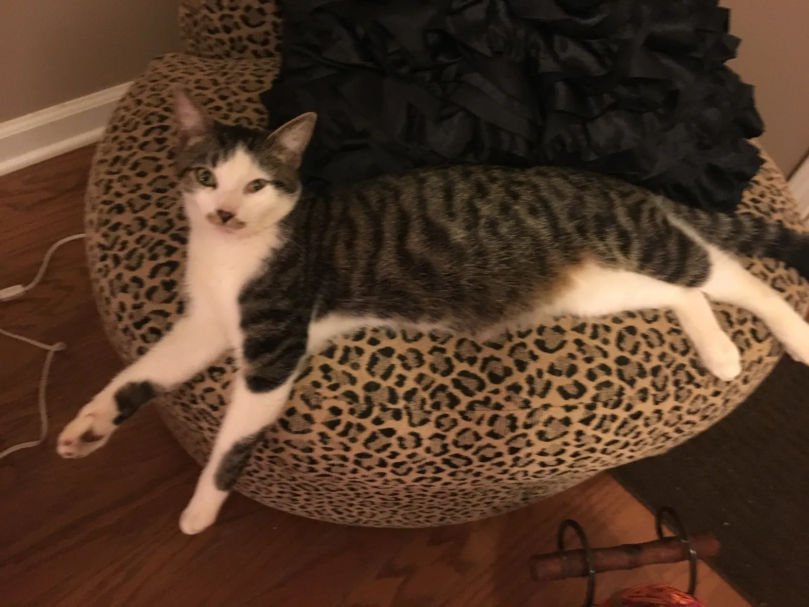 Lost cat in Clarksville, TN, 37040