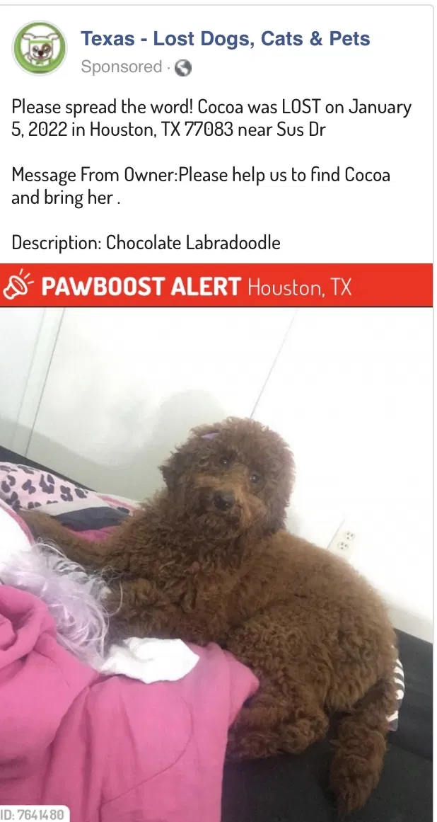 Lost dog in Houston, TX, 77083