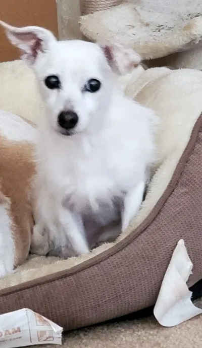 Lost dog in Beaumont, CA, 92223