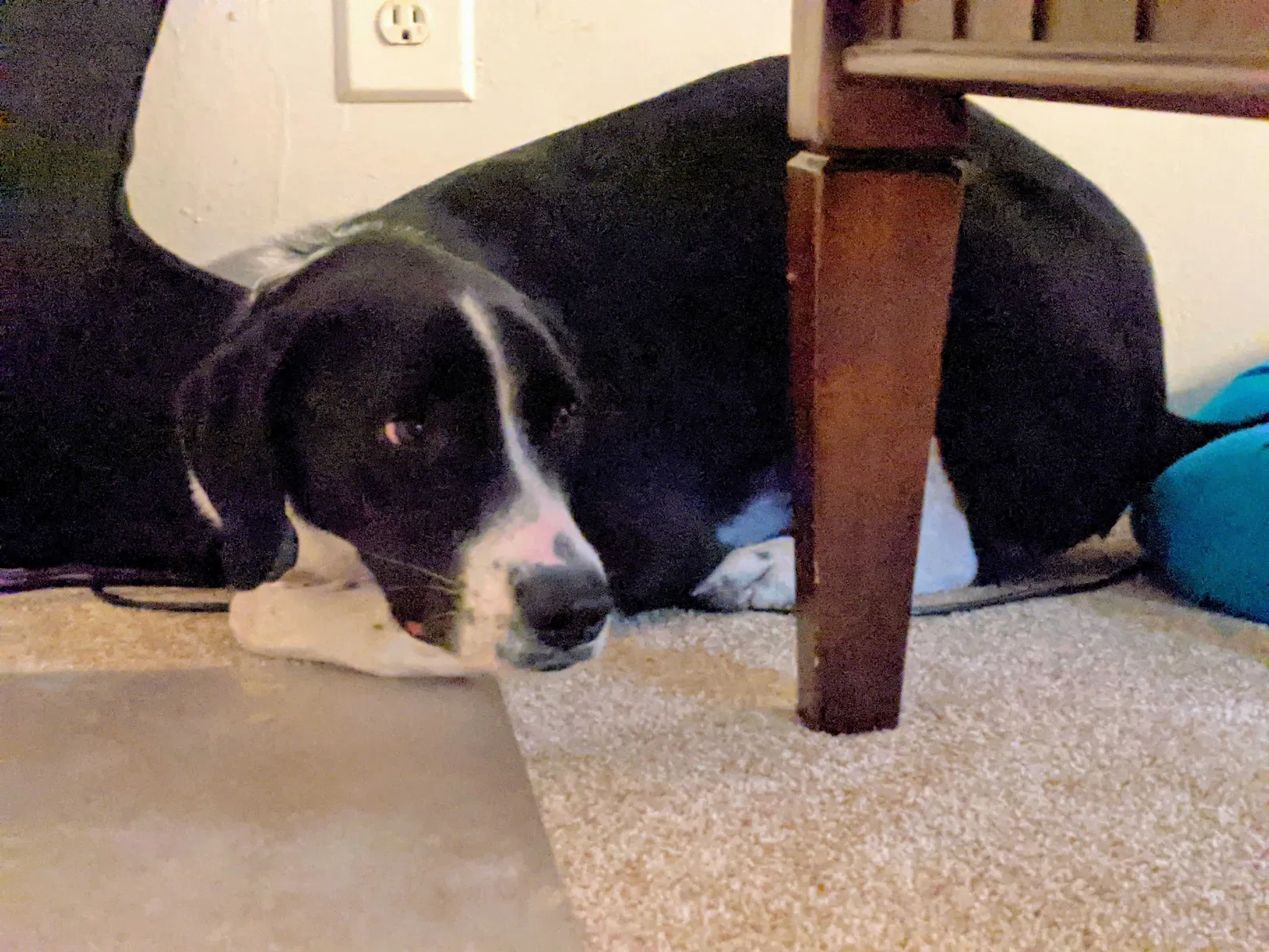 Lost dog in Fayetteville, NC, 28311