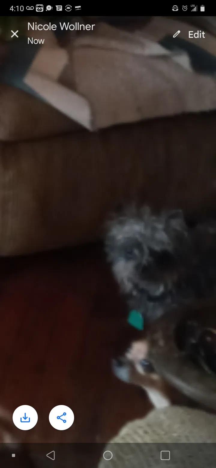 Lost dog in San Angelo, TX, 76901