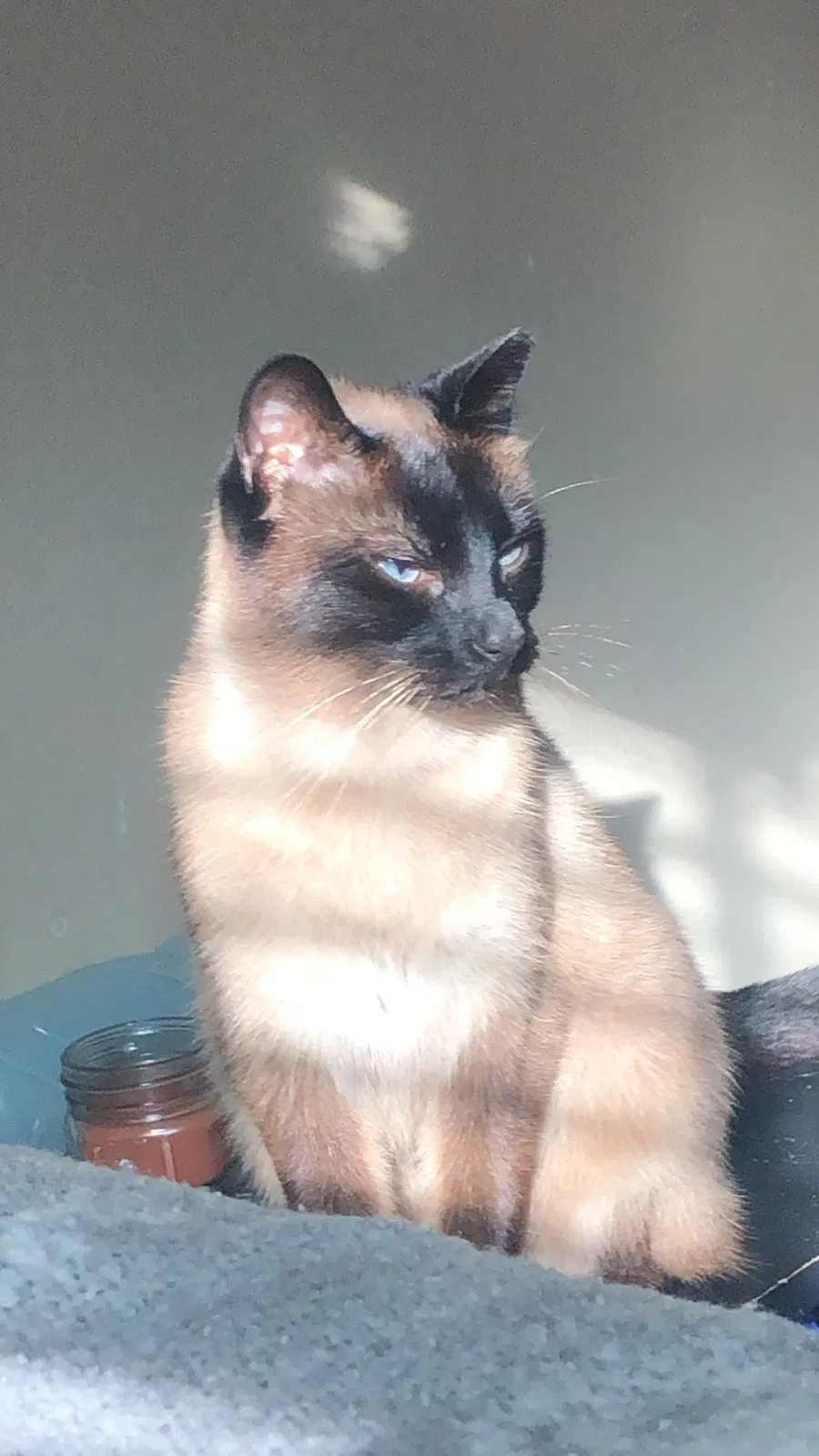 Lost cat in Covington, LA, 70435