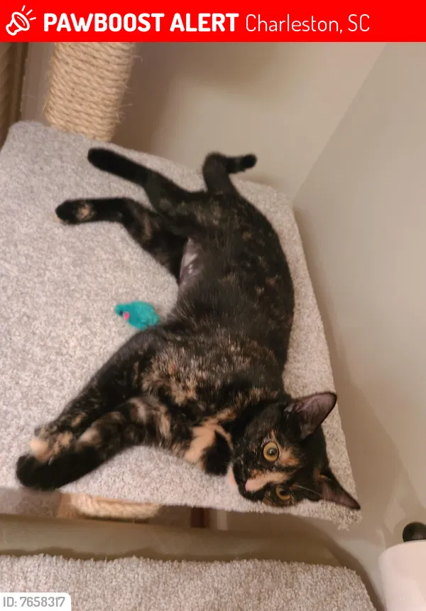 Lost cat in Charleston, SC, 29412