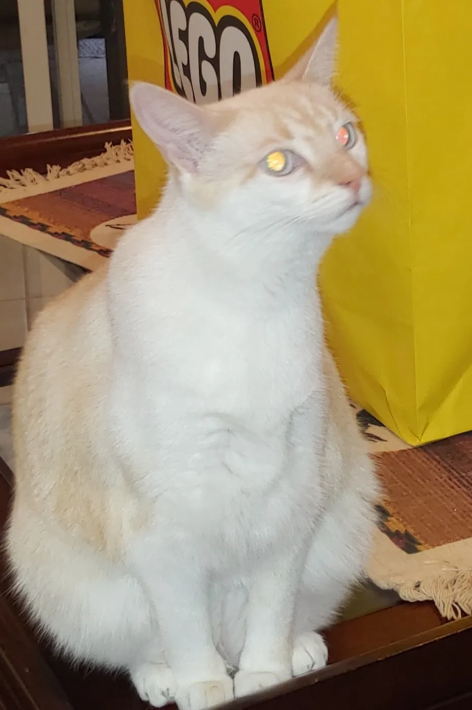 Lost cat in Unknown, FL, 333445