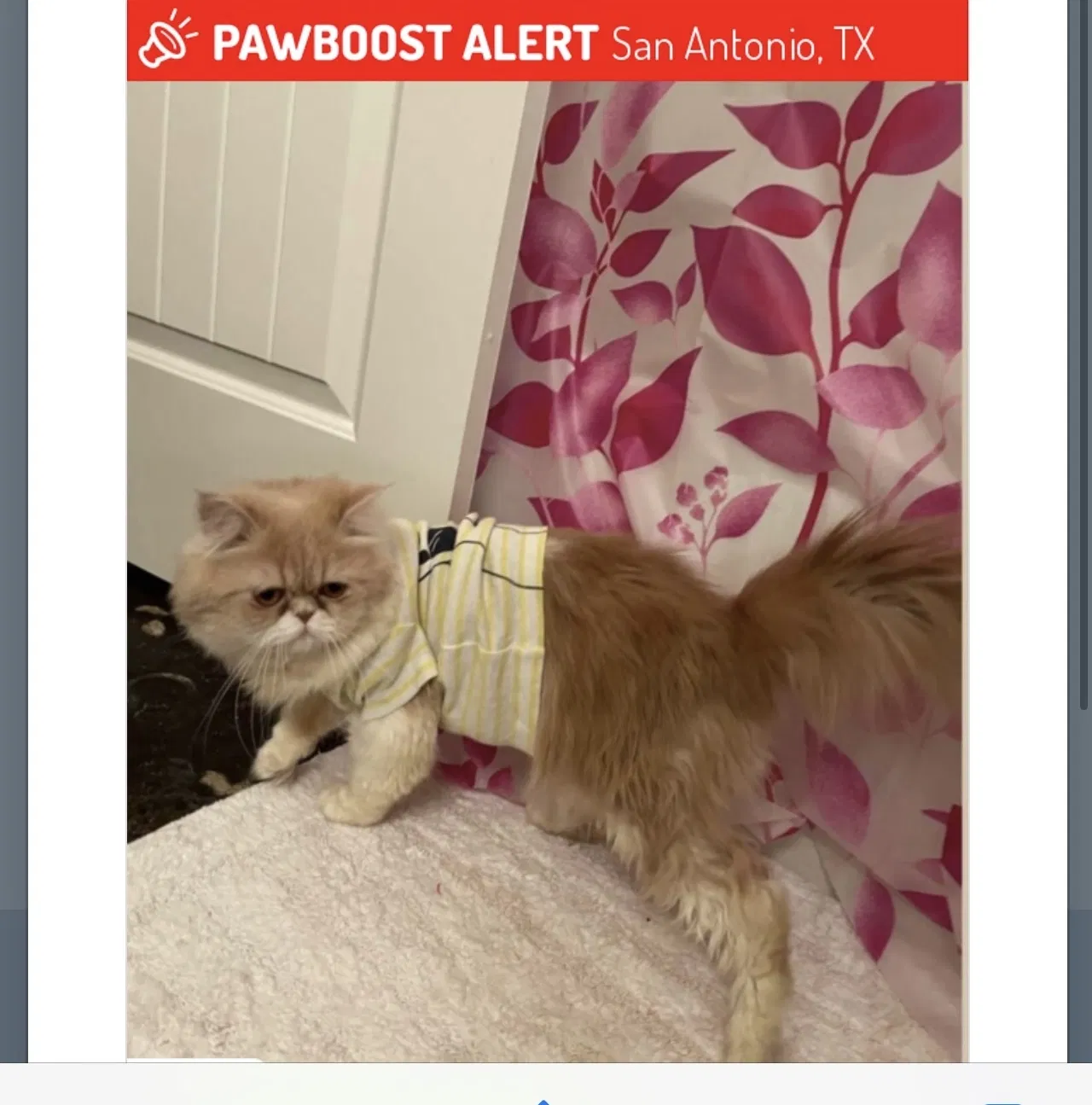 Lost cat in San Antonio, TX, 78249