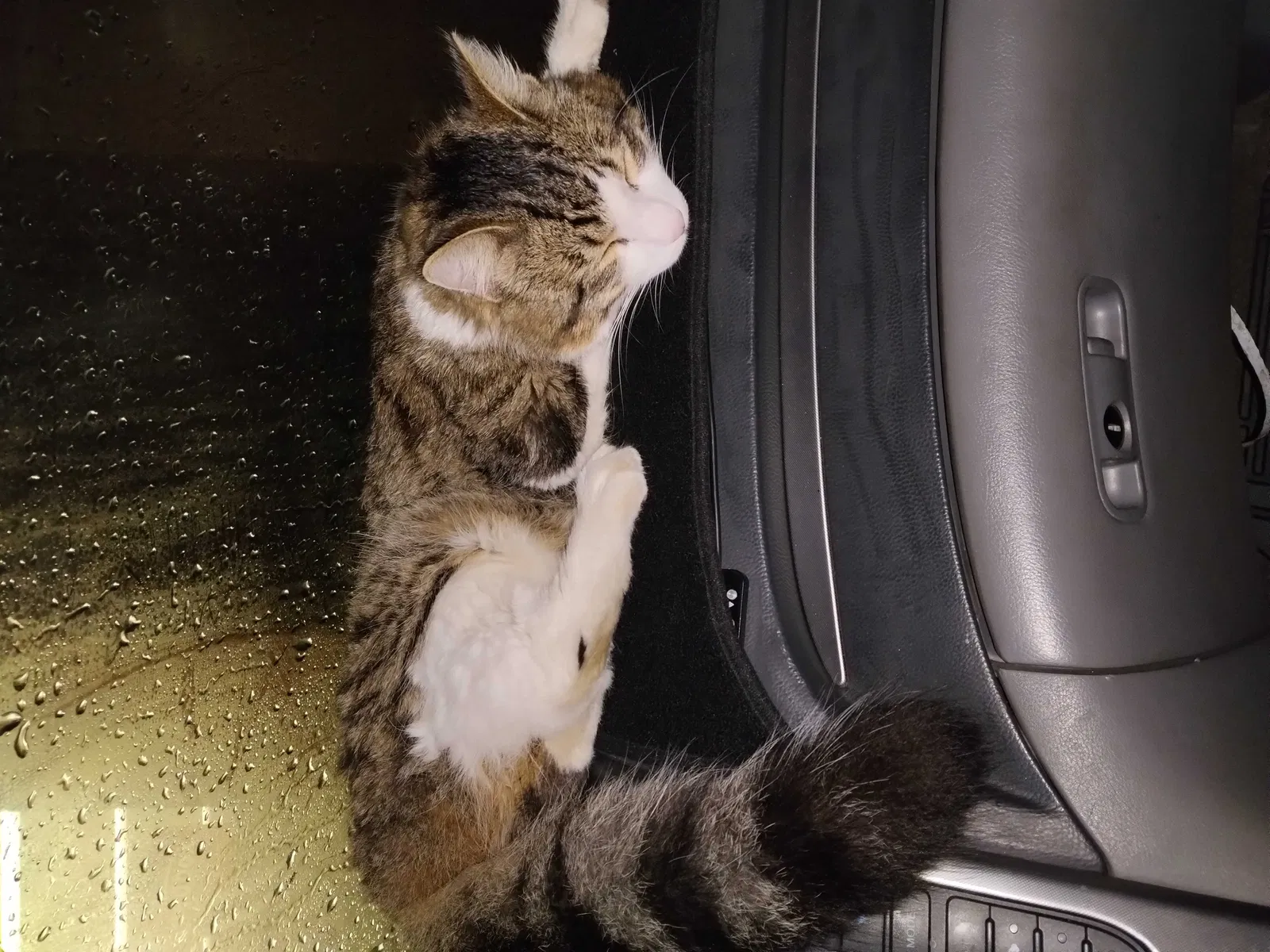 Lost cat in Sacramento, CA, 95833