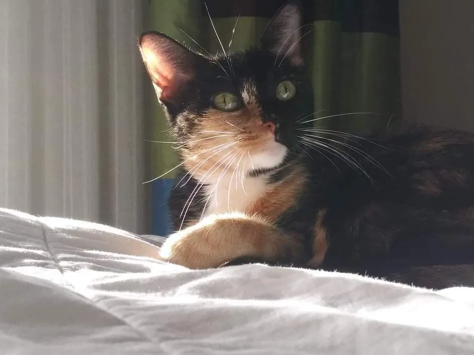 Lost cat in Moreno Valley, CA, 92555