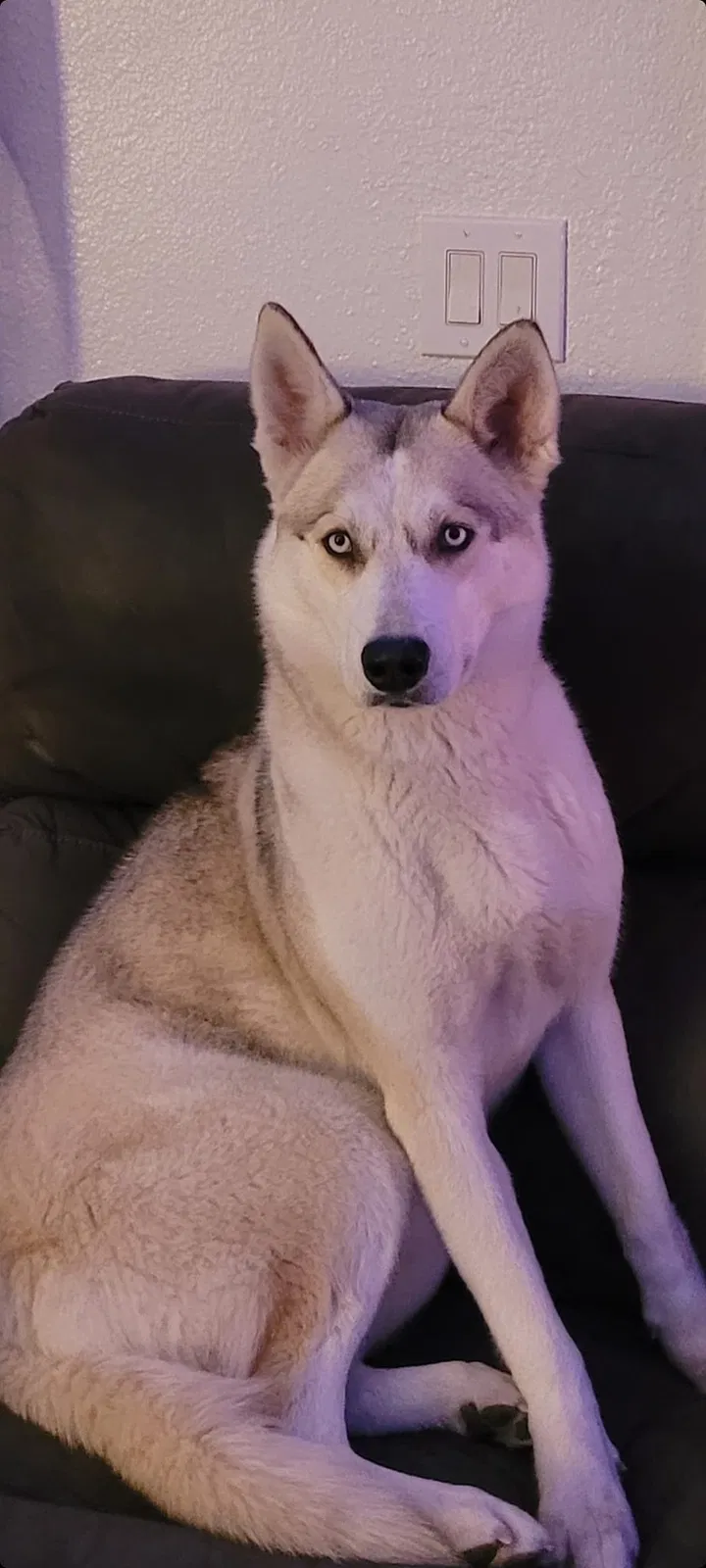Lost dog in Sun Valley, NV, 89433