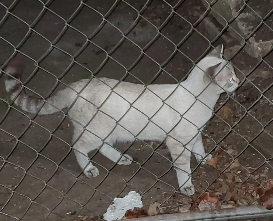 Found cat in Fort Worth, TX, 76105