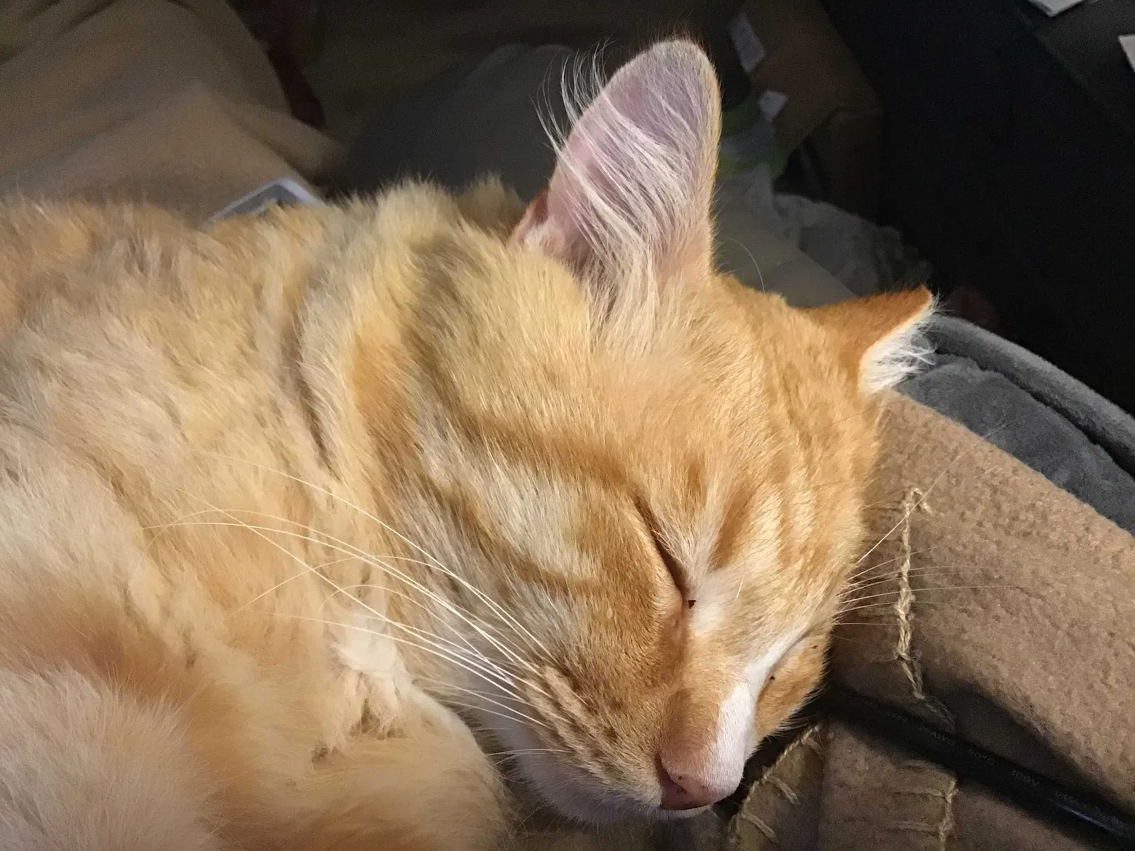 Lost cat in Gainesville, TX, 76240