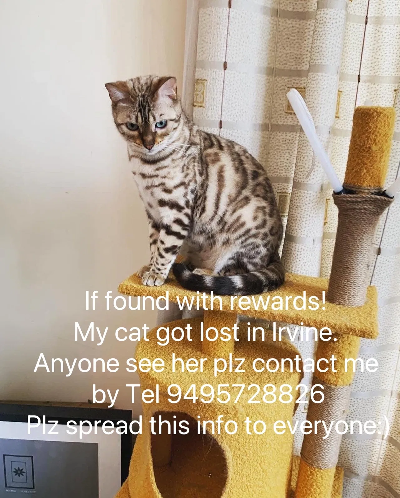 Lost cat in Irvine, CA, 92612