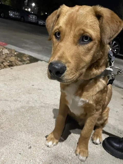 Found dog in Houston, TX, 77040