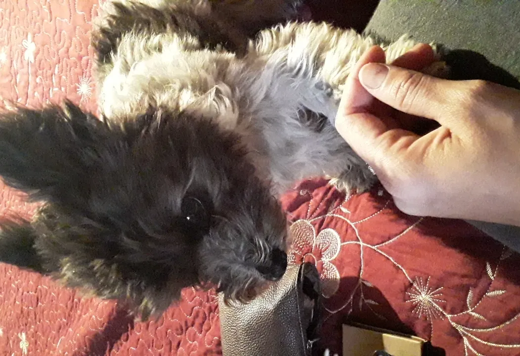 Lost dog in Compton, CA, 90222