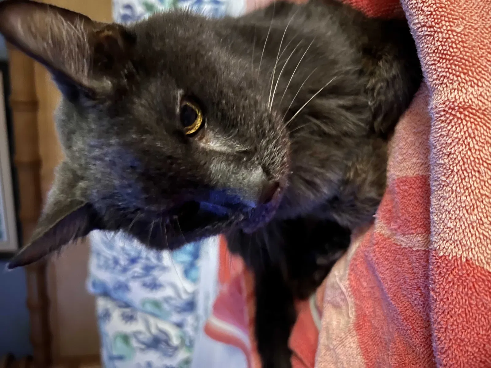 Found cat in Daytona Beach, FL, 32118