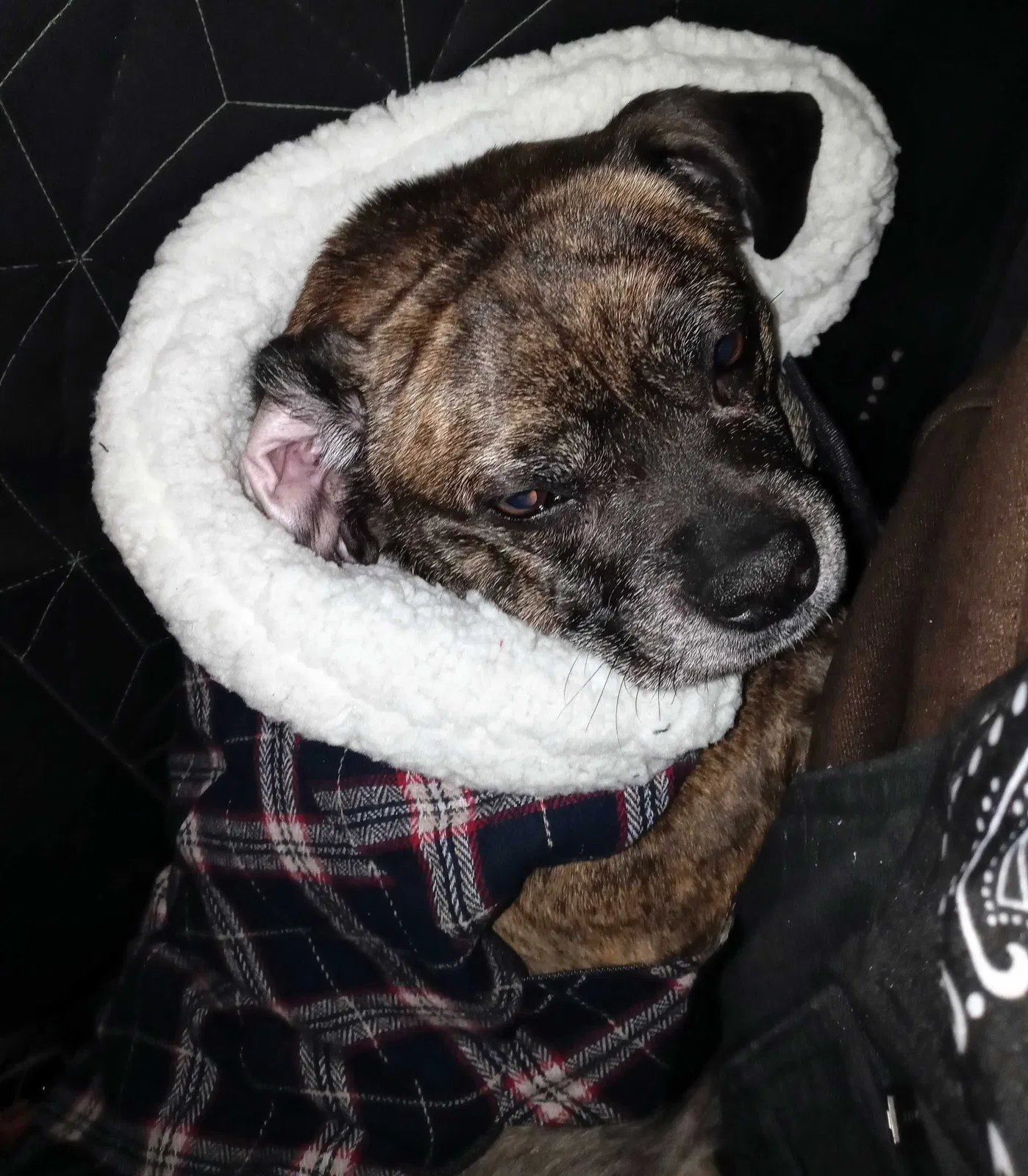 Lost dog in Indianapolis, IN, 46222