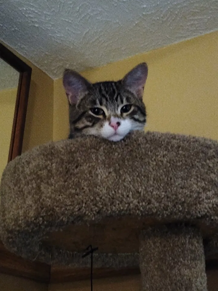 Lost cat in Unknown, MI, 231