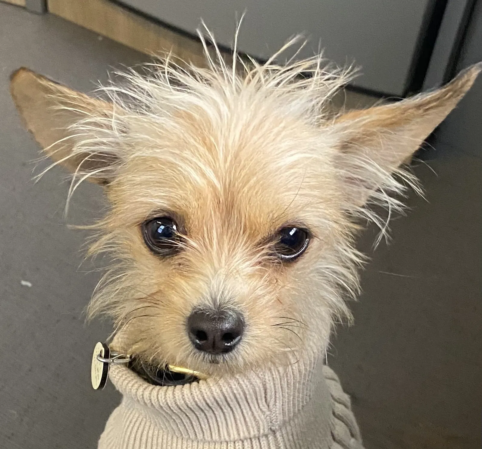 Lost dog in Santa Fe, NM, 87501