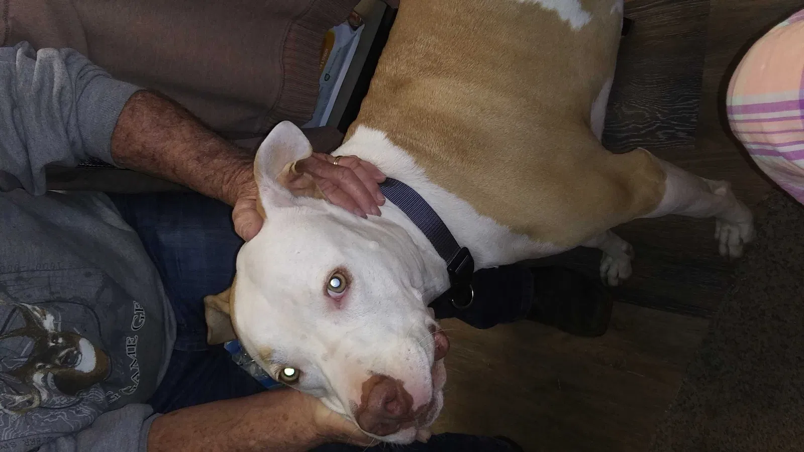 Found dog in Griffin, GA, 30223