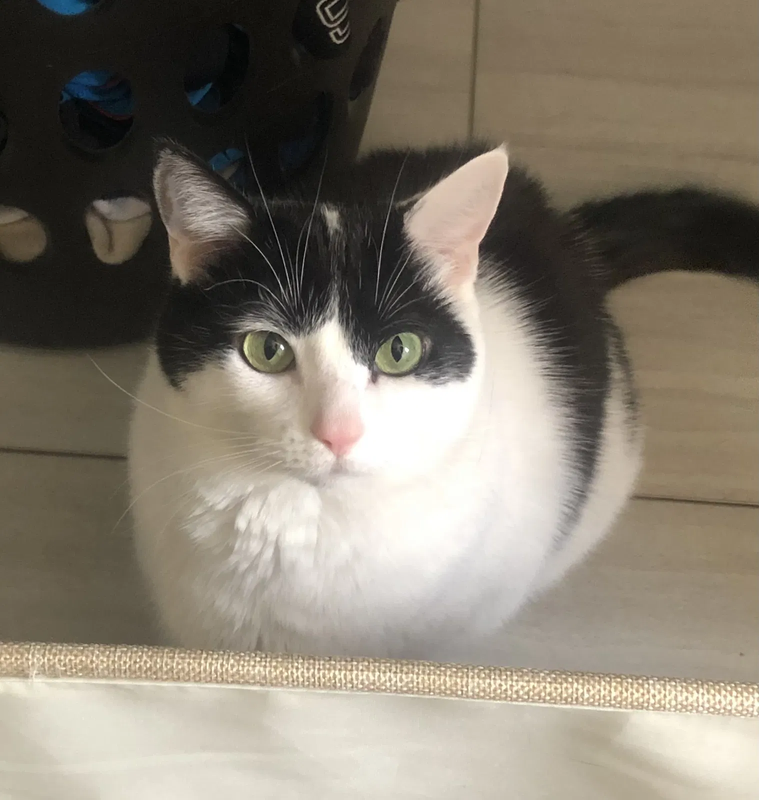 Lost cat in Louisville, KY, 40206