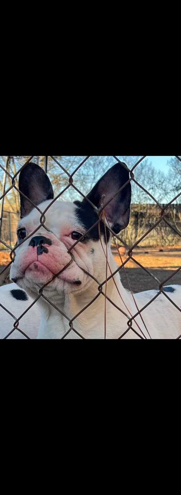Lost dog in Fayetteville, NC, 28304