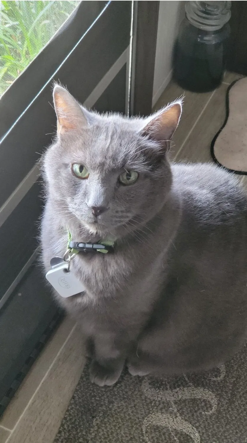 Lost cat in Hollywood, FL, 33023